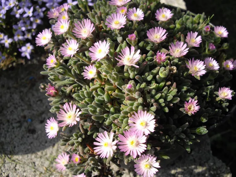 Purple Iceplant (Drosanthemum Hispidum) — This drought-tolerant succulent boasts shimmering purple blossoms in spring and summer; the Purple Iceplant prefers