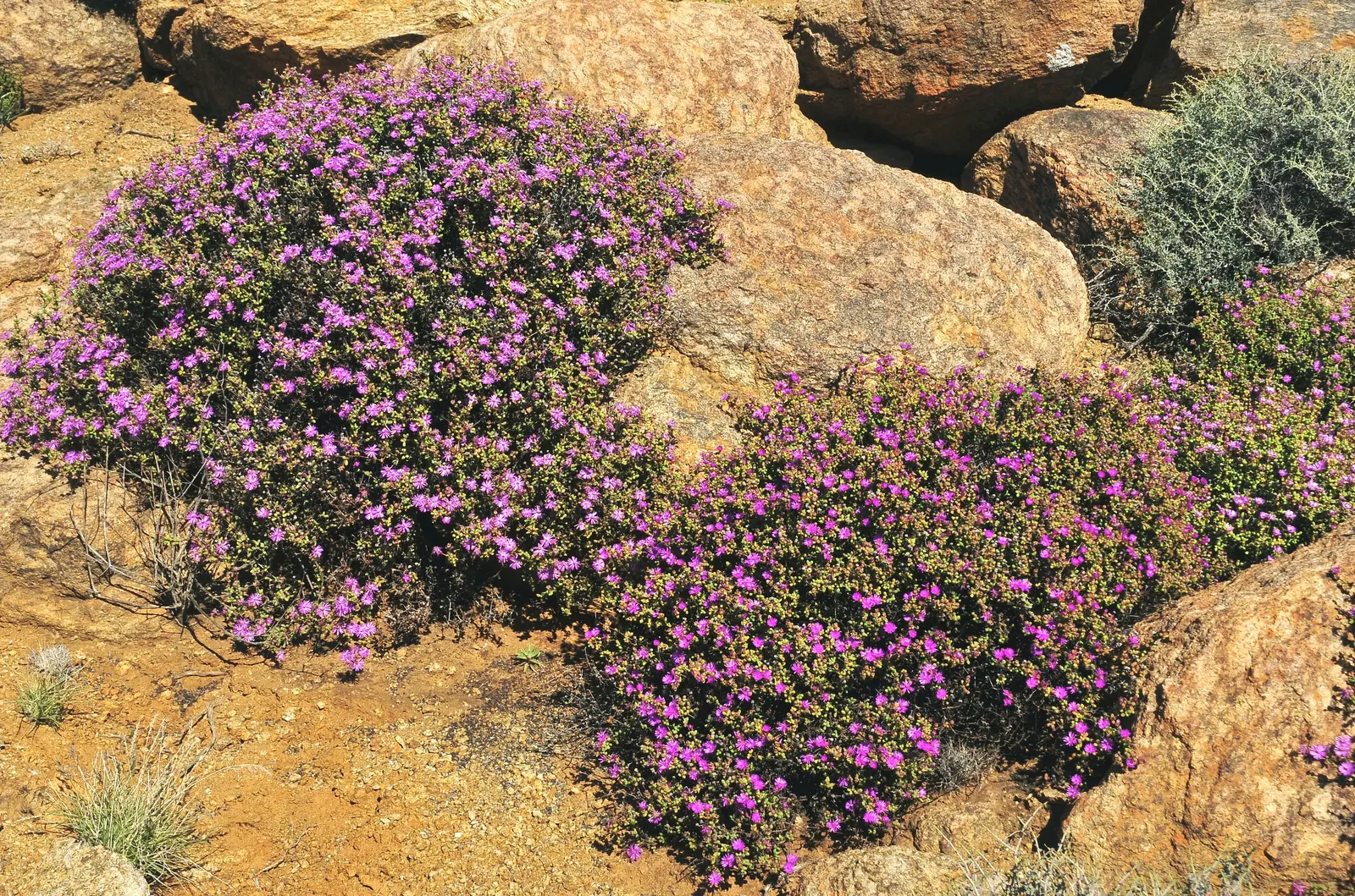 Purple Iceplant (Drosanthemum Hispidum) — purple flowers in the garden