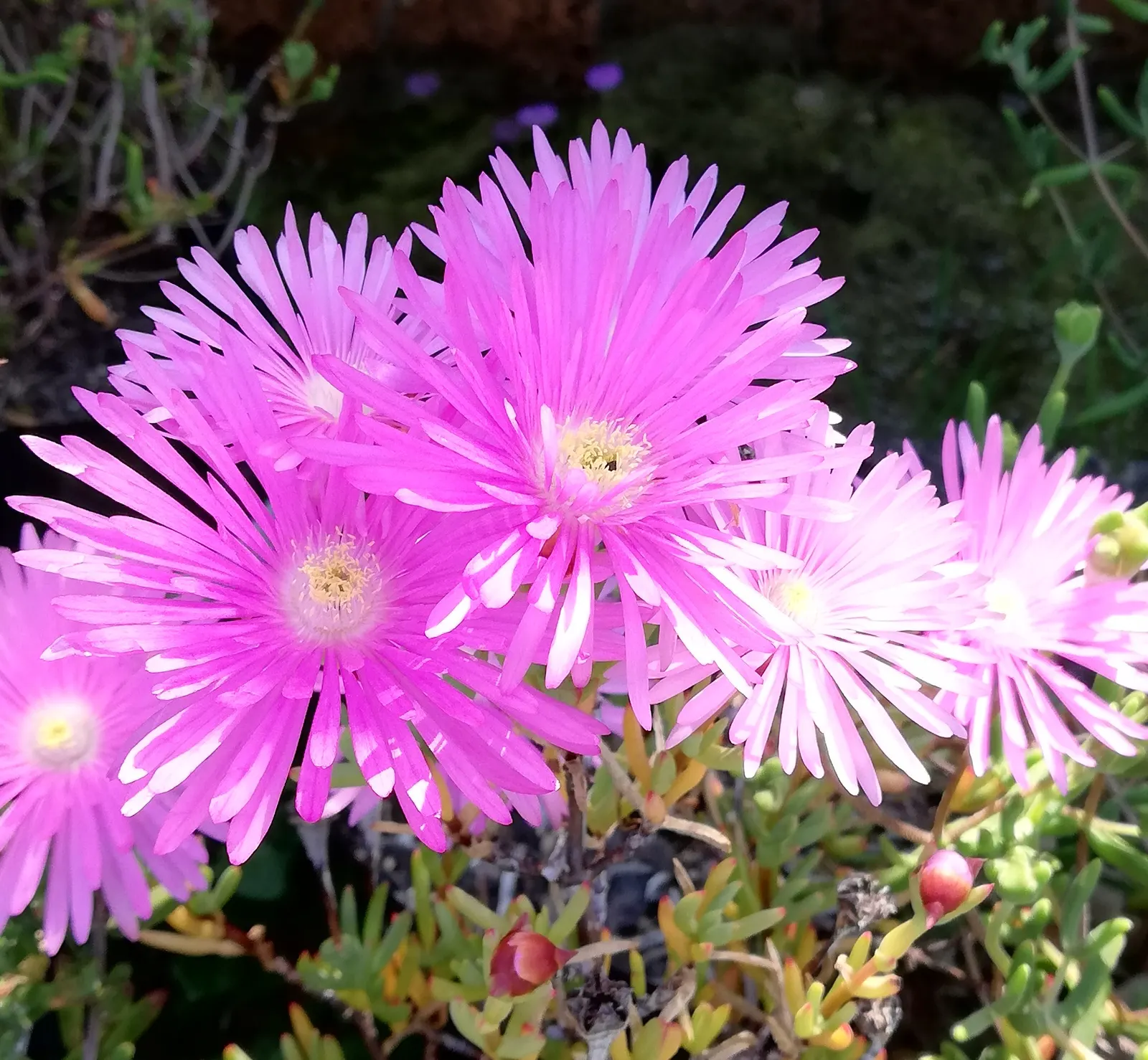 Purple Iceplant (Drosanthemum Hispidum) — ground cover / succulent for full