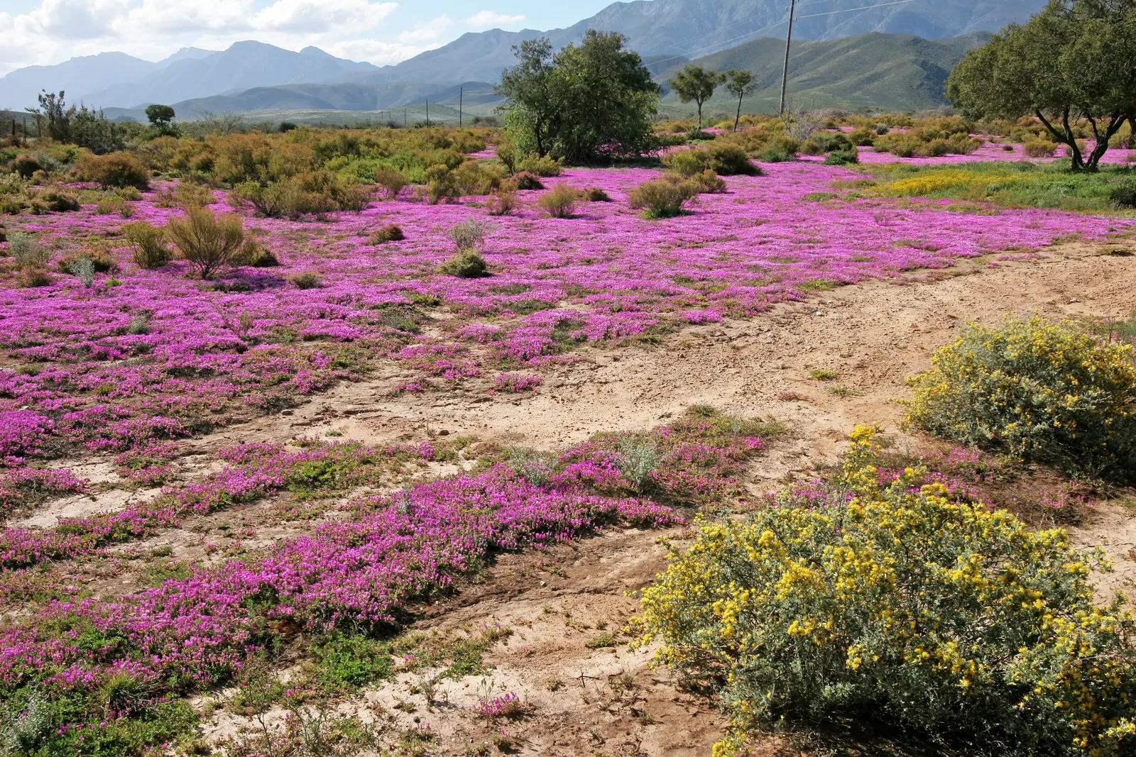Purple Iceplant (Drosanthemum Hispidum) — This drought-tolerant succulent boasts shimmering purple blossoms in spring and summer