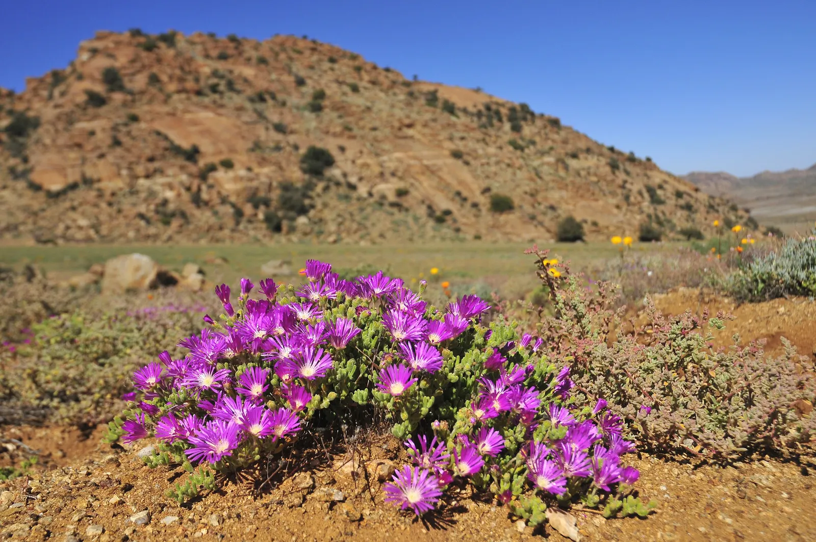 Purple Iceplant (Drosanthemum Hispidum) — providing a dense carpet of foliage.<br><br>Notably