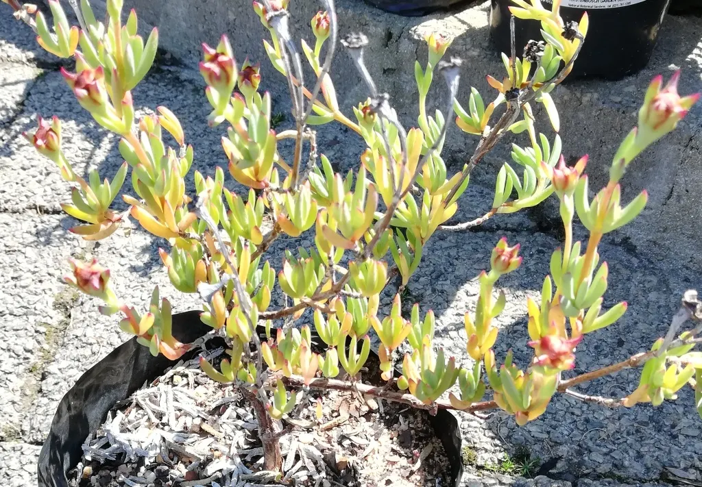 Purple Iceplant (Drosanthemum Hispidum) — Prefers full sun and well-drained soil
