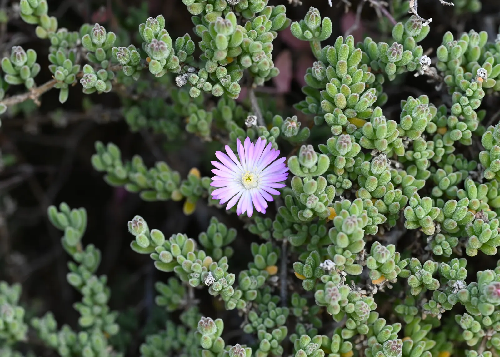 Purple Iceplant (Drosanthemum Hispidum) — the Purple Iceplant prefers well-draining soil and minimal watering once established