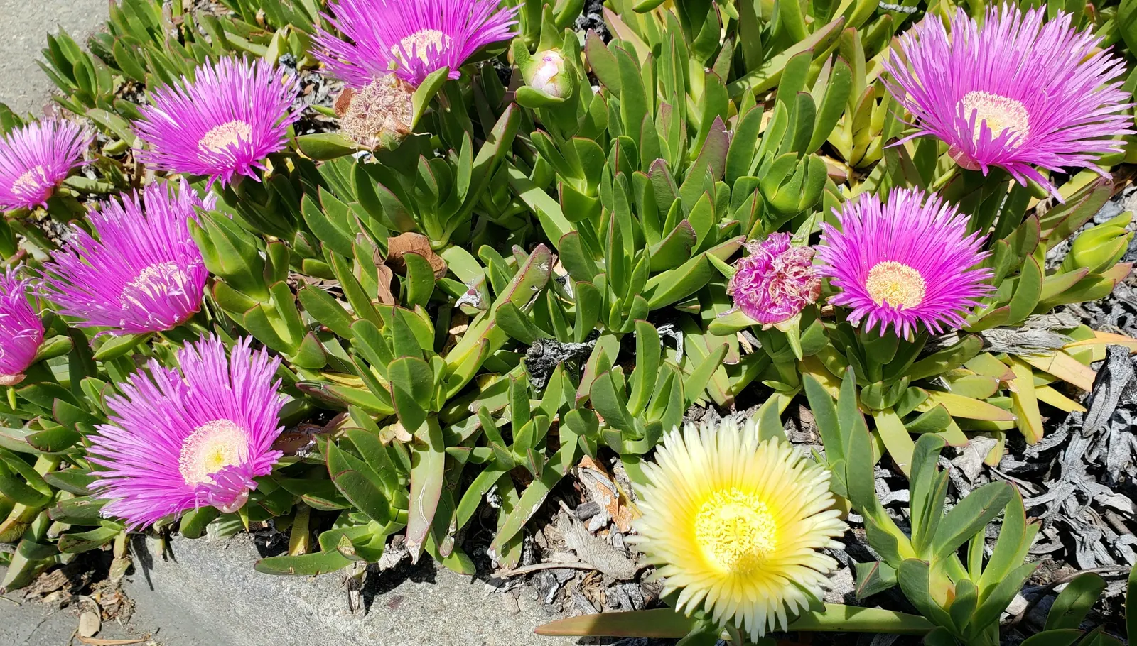 Purple Iceplant (Drosanthemum Hispidum) — Ideal for rock gardens or as a colorful, low-maintenance landscape accent