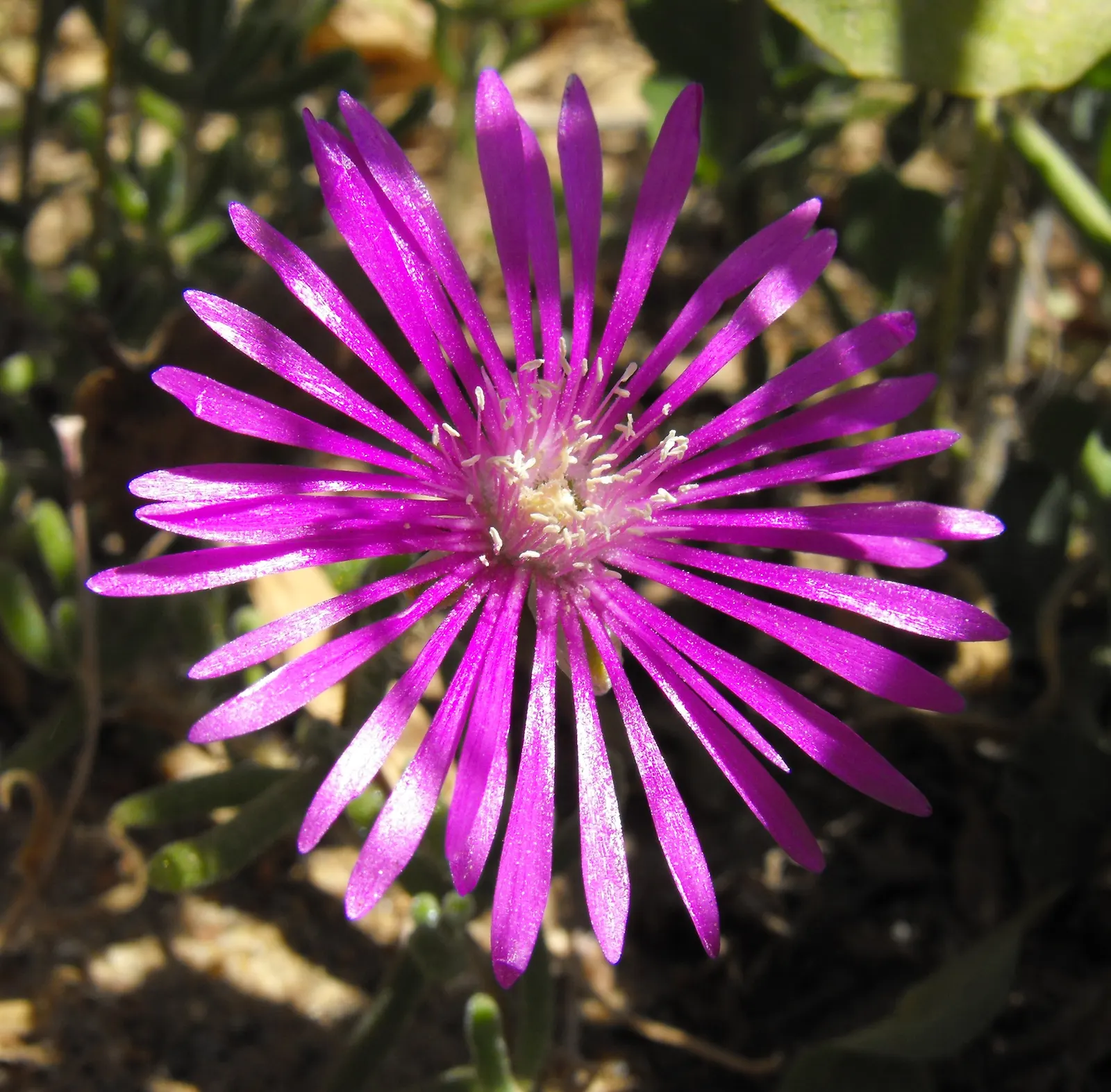 Purple Iceplant (Drosanthemum Hispidum) — flourishing up to 6 inches tall and spreading 2 feet wide