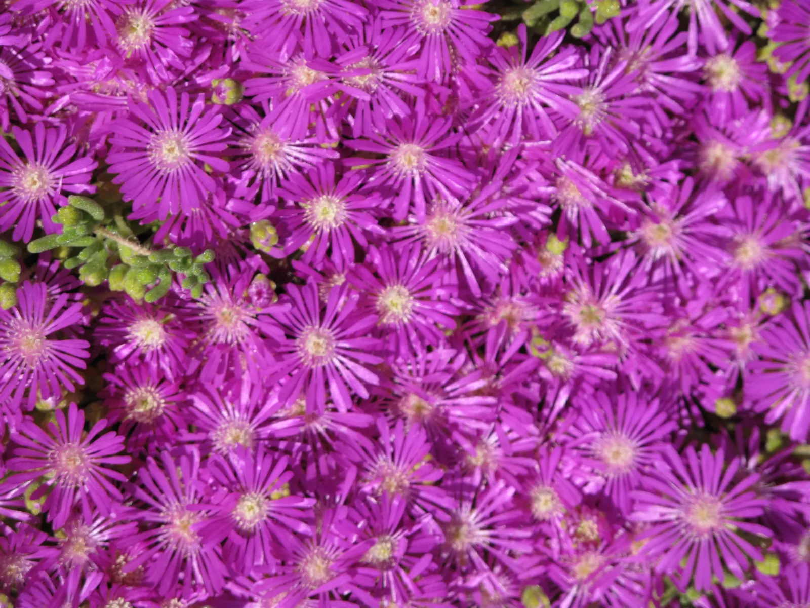 Purple Iceplant (Drosanthemum Hispidum) — flourishing up to 6 inches tall and spreading 2 feet wide; the plant typically reaches a modest height of 4 to 6