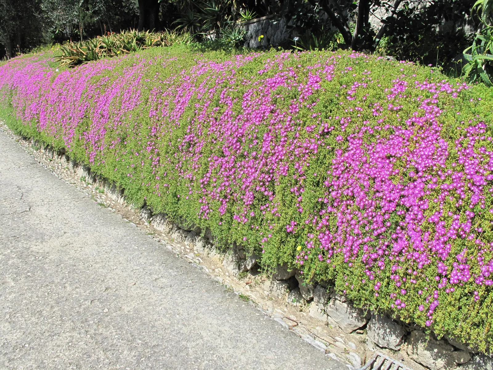 Purple Iceplant (Drosanthemum Hispidum) — Purple Iceplant (Drosanthemum hispidum) is a vibrant groundcover; its fleshy, green foliage sparkles with dew-like