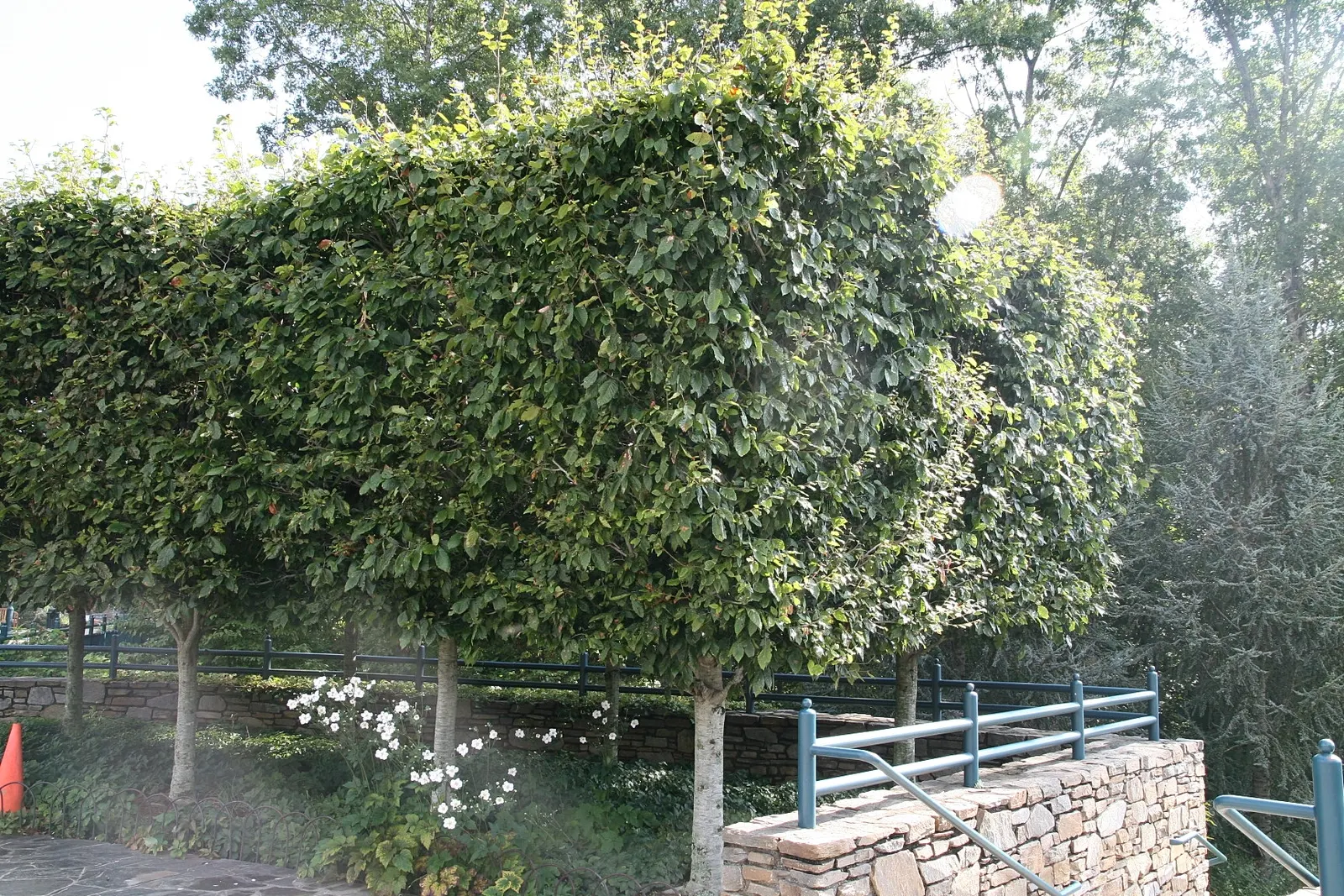 American Beech (Fagus grandifolia) — offering dense foliage of elliptical leaves that turn golden bronze in fall; acidic soils.<br><br>When integrating the