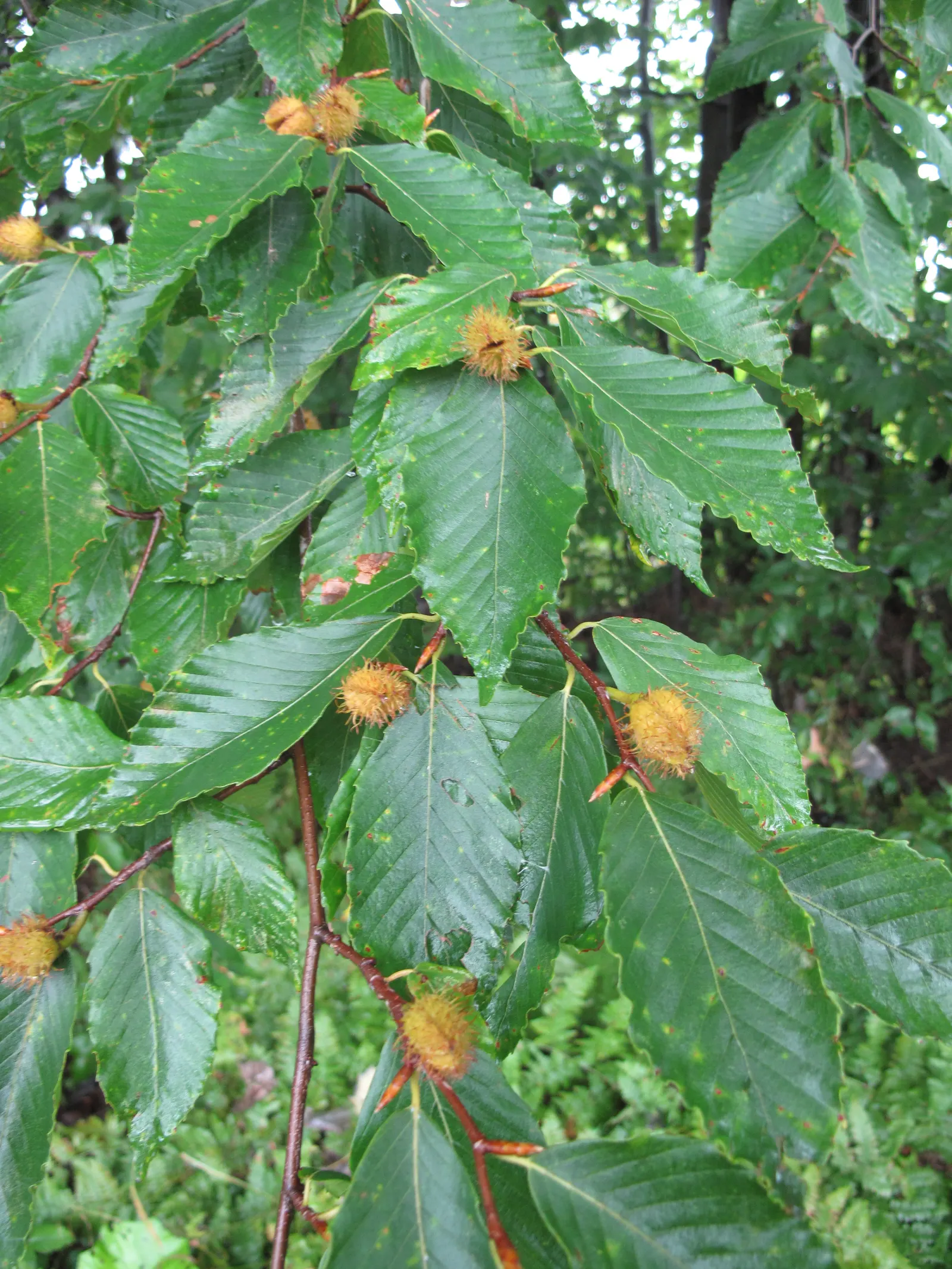 American Beech (Fagus grandifolia) — casting a dense shade beneath
