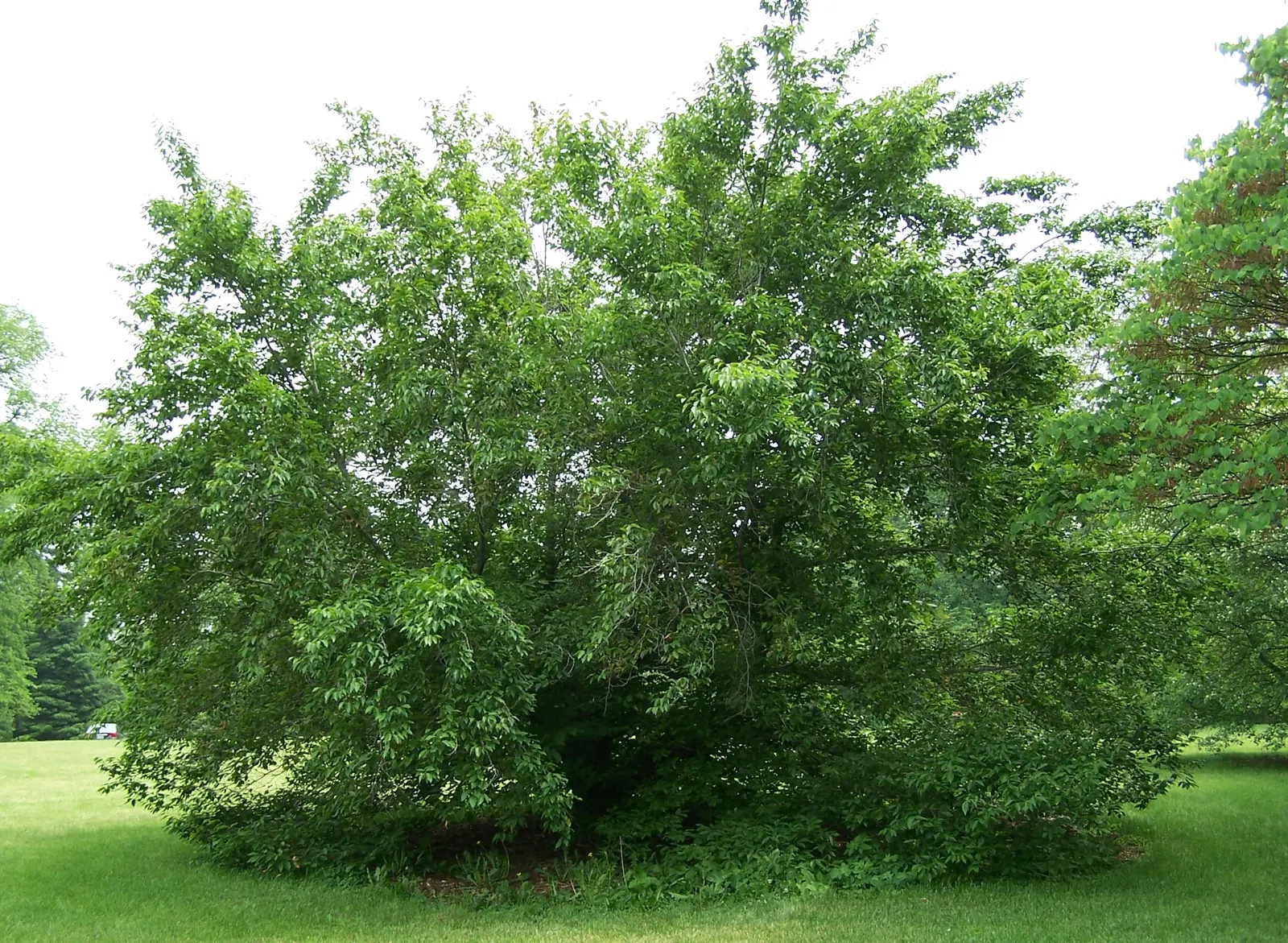 American Beech (Fagus grandifolia) — Mature trees stand up to 80 feet with a spread of 60 feet; notably, this tree exhibits a massive, straight, image 52