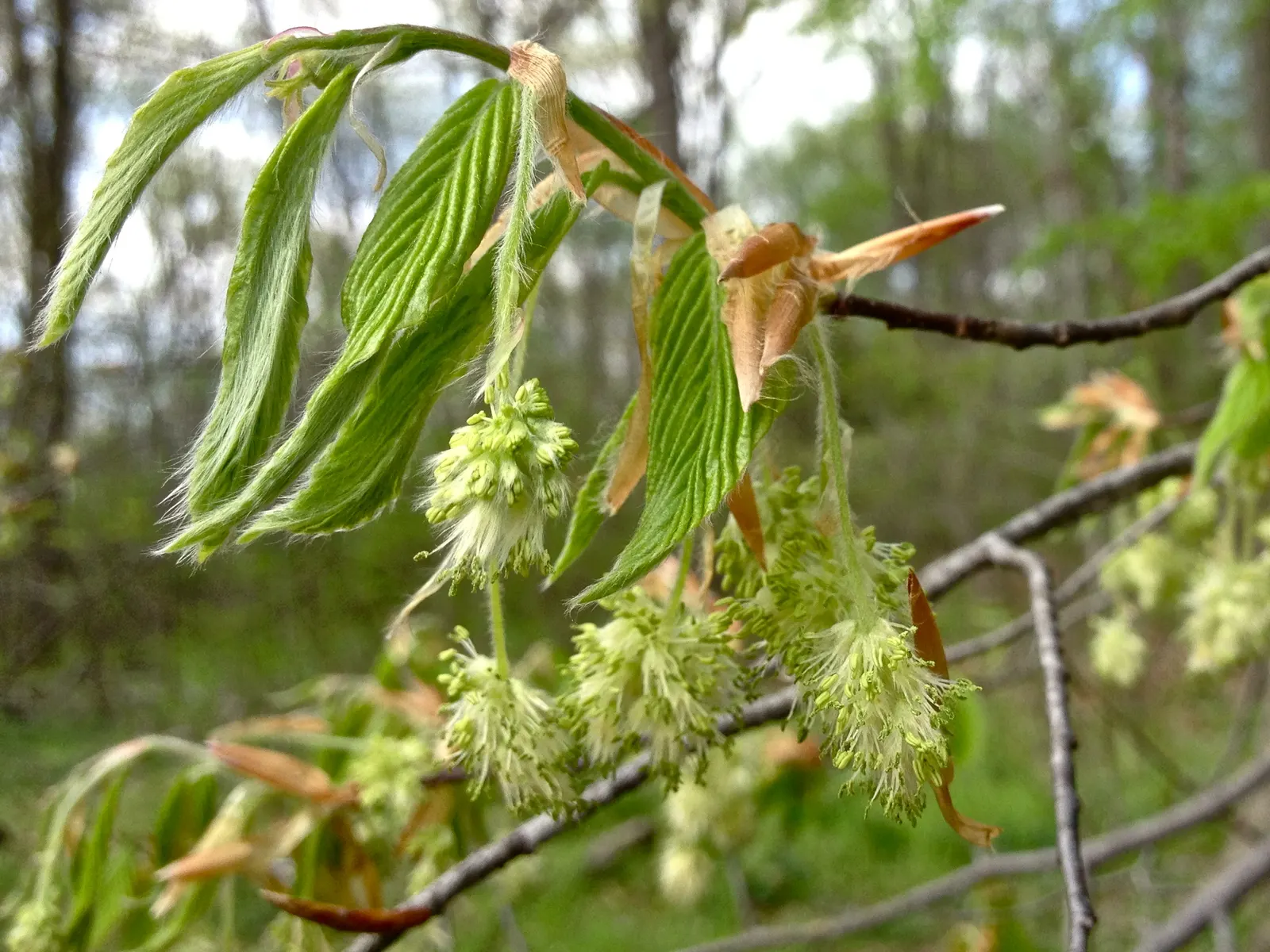 American Beech (Fagus grandifolia) — with its botanical name Fagus grandifolia