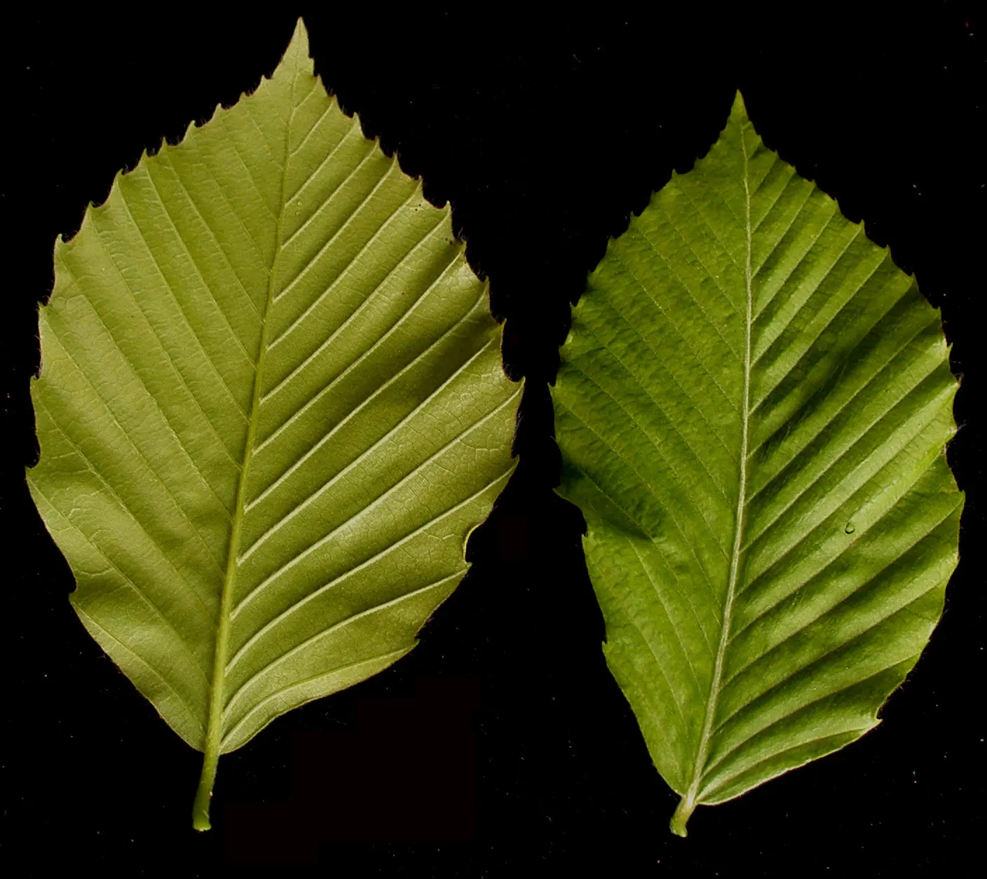 American Beech (Fagus grandifolia) — The American Beech (Fagus grandifolia) is a majestic shade tree; prefers well-drained, acidic soil and full sun to partial