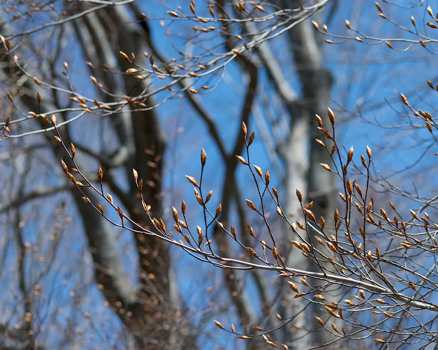 American Beech (Fagus grandifolia) — Components under or near the canopy should tolerate shade; one should account for its extensive root system, image 71