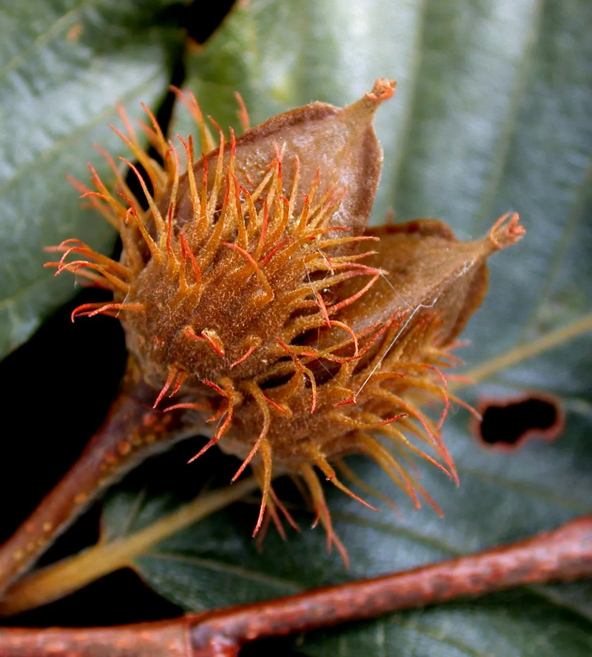 American Beech (Fagus grandifolia) — Prefers well-drained, acidic soil and full sun to partial shade; tree for full or half, image 79
