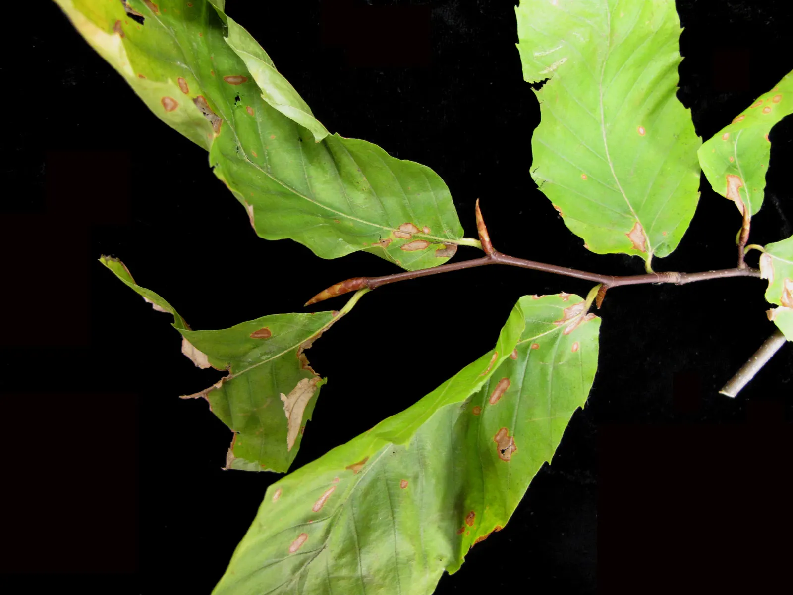 American Beech (Fagus grandifolia) — offering dense foliage of elliptical leaves that turn golden bronze in fall; acidic soils.<br><br>When, image 78