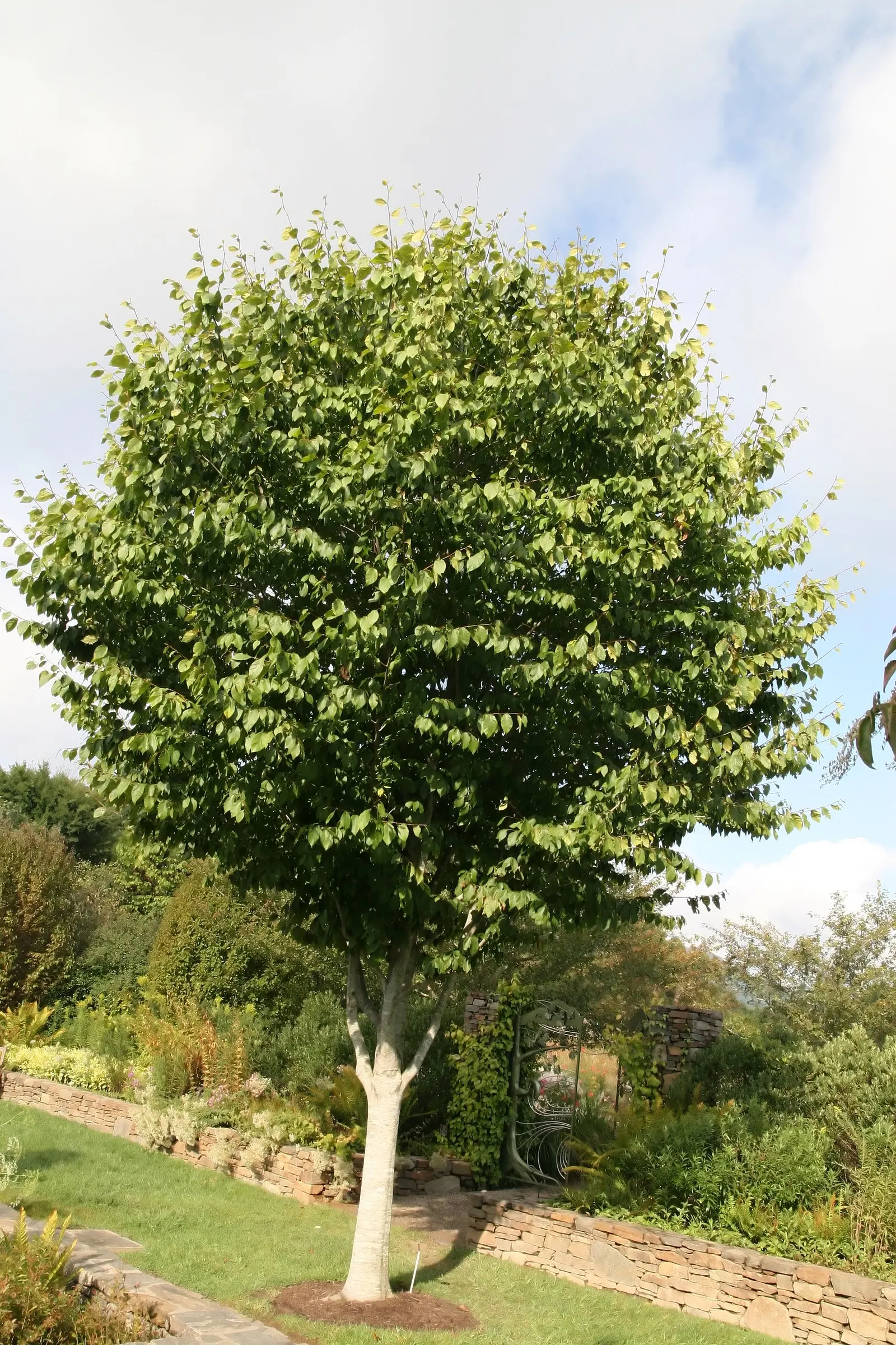 American Beech (Fagus grandifolia) — It is a slow-growing hardwood, image 38