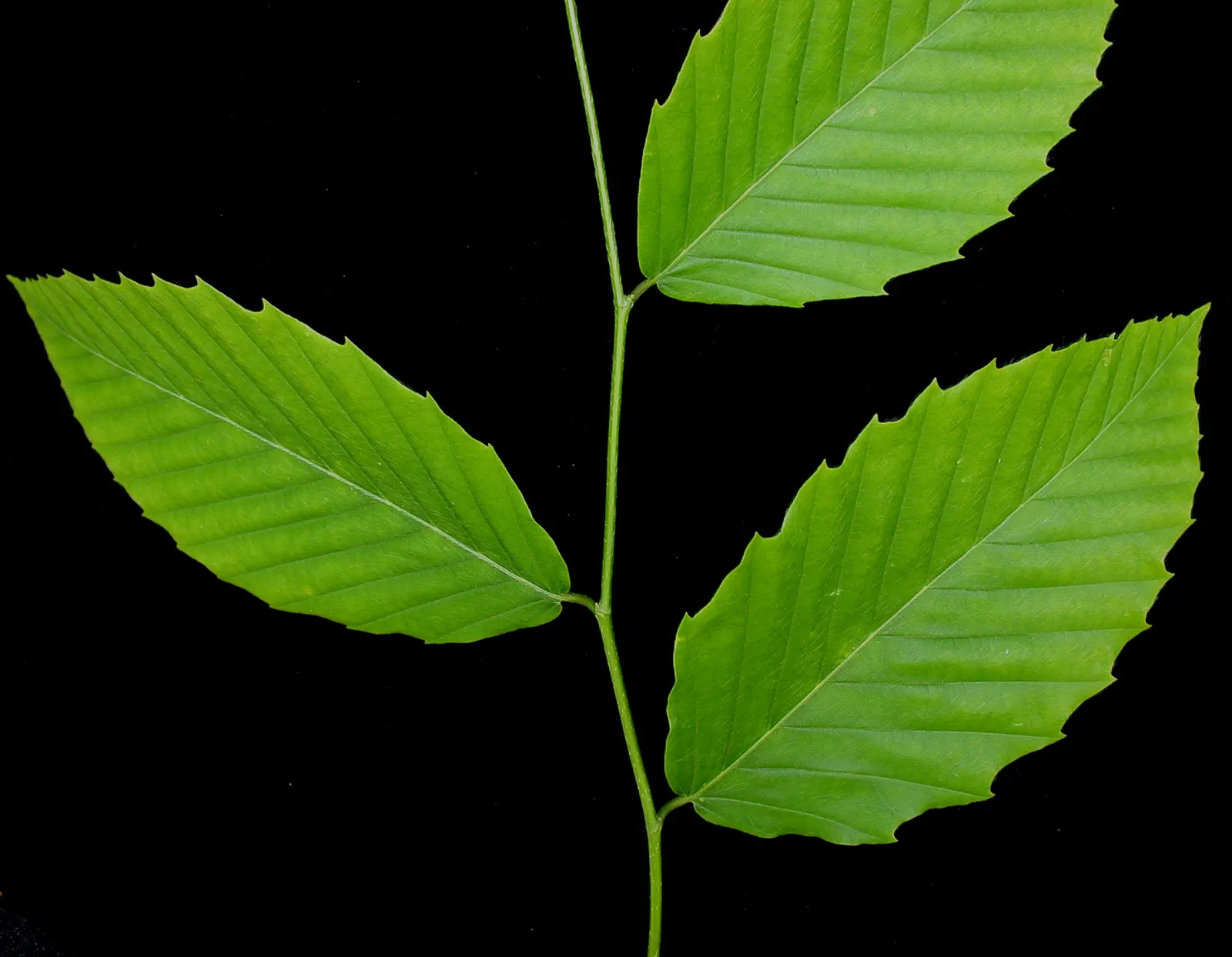 American Beech (Fagus grandifolia) — Prefers well-drained, acidic soil and full sun to partial shade; tree for full or half, image 54
