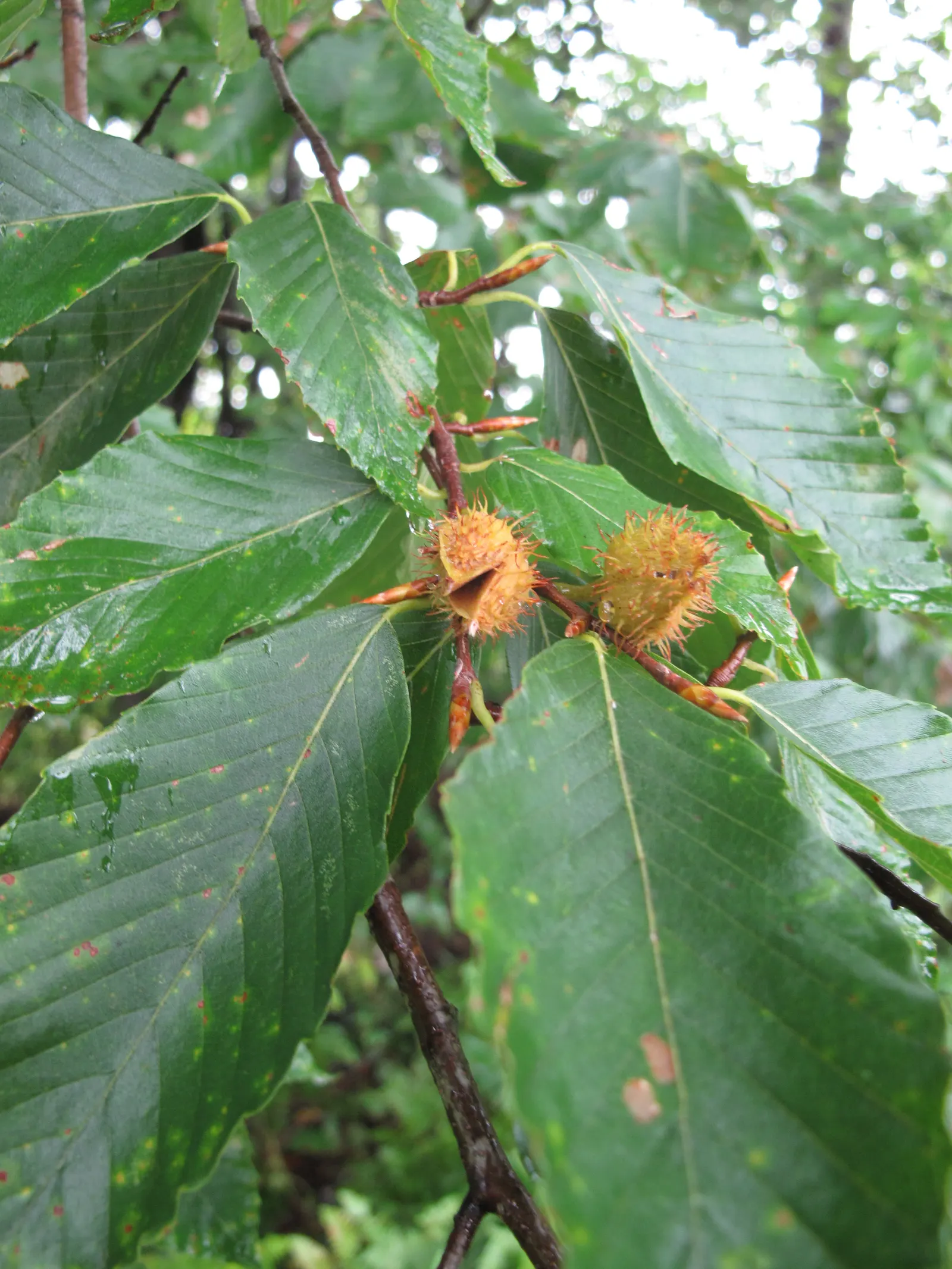 American Beech (Fagus grandifolia) — Components under or near the canopy should tolerate shade