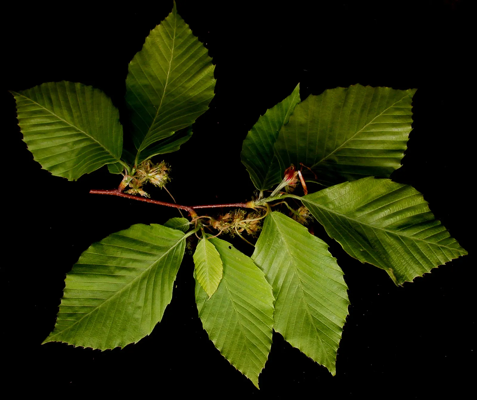 American Beech (Fagus grandifolia) — Mature specimens can attain towering heights of 60 to 80 feet; offering dense foliage of elliptical leaves that turn