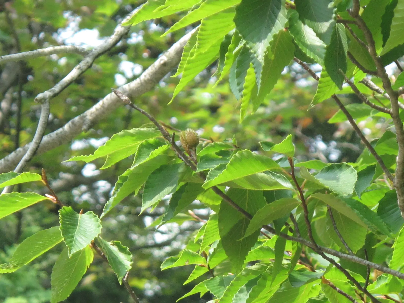 American Beech (Fagus grandifolia) — Mature specimens can attain towering heights of 60 to 80 feet; offering dense foliage of elliptical leaves, image 58