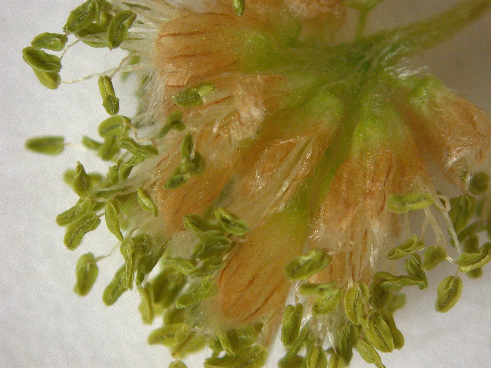 American Beech (Fagus grandifolia) — so care should be taken not to disrupt these roots with vigorous gardening activities; thus requiring patience but