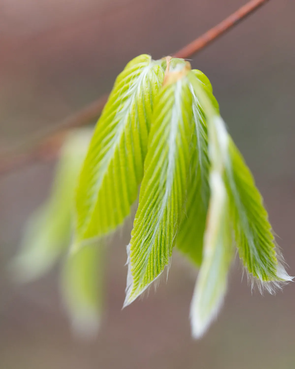 American Beech (Fagus grandifolia) — with an impressive canopy spread of up to 40 to 70 feet; casting a dense shade beneath