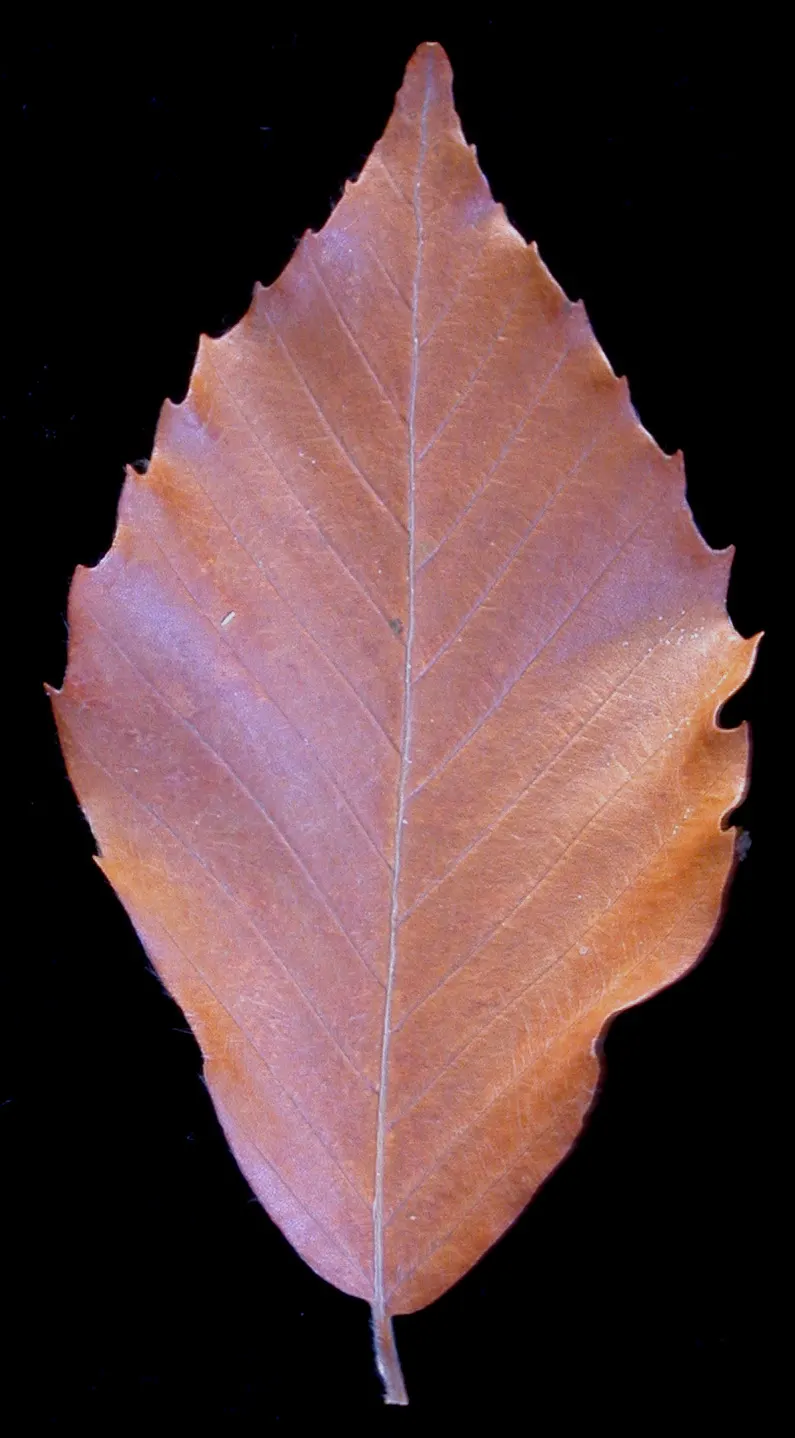 American Beech (Fagus grandifolia) — displaying adaptability yet preferring well-drained; it is hardy from USDA zones 4 through 9, image 67
