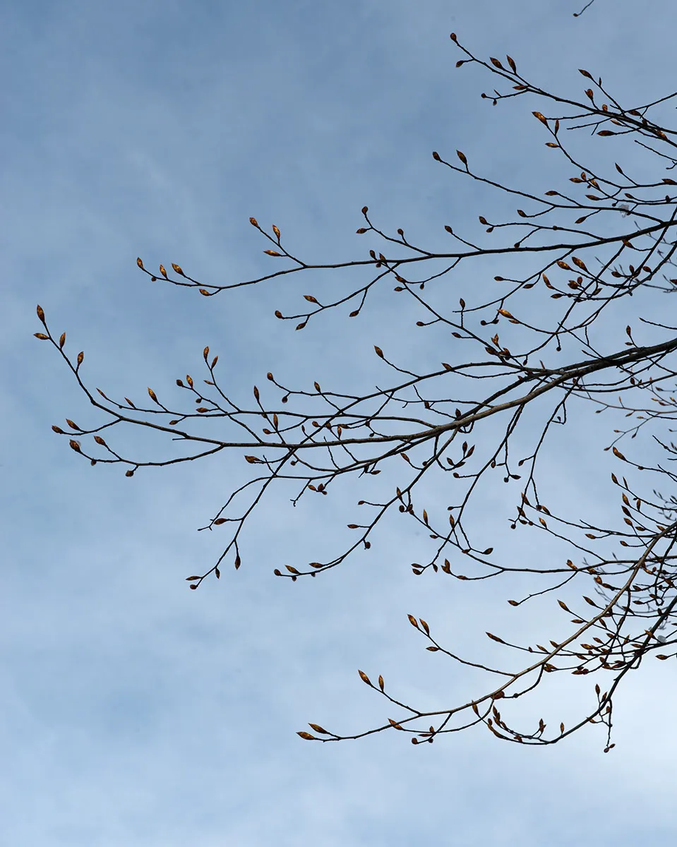 American Beech (Fagus grandifolia) — the beech maintains a shallow root system; mature specimens can attain towering heights of 60 to 80 feet, image 73