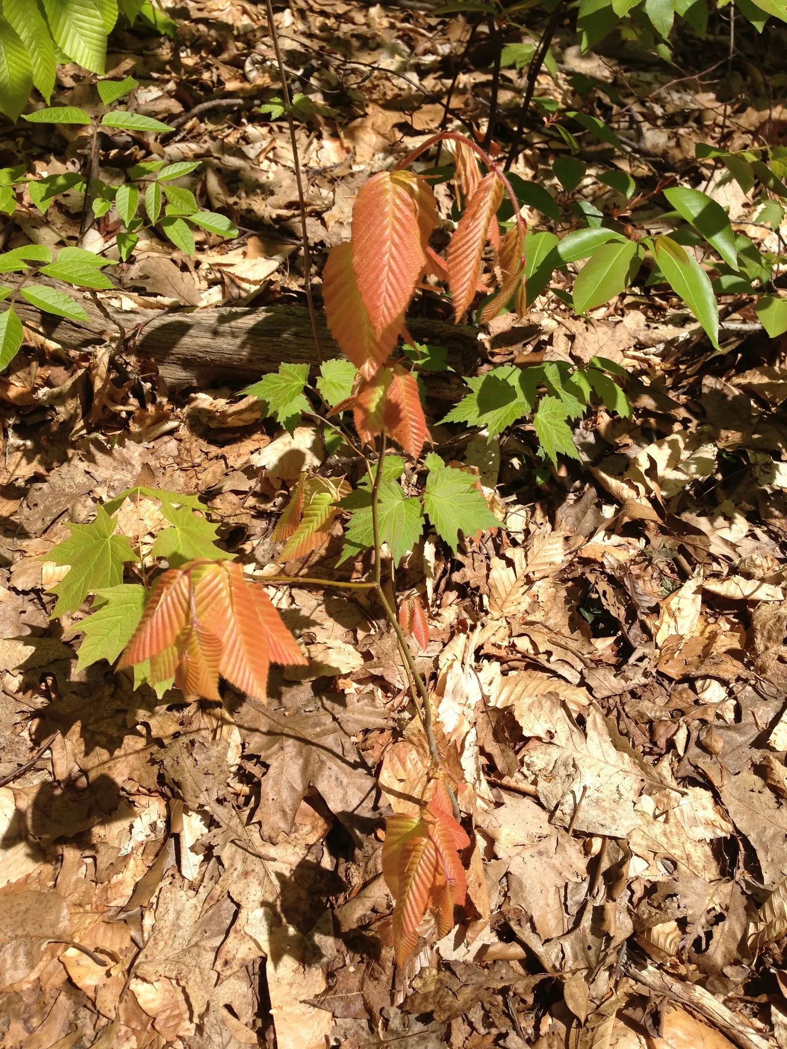 American Beech (Fagus grandifolia) — lustrous green leaves that turn a striking copper in the fall before winter's dormancy