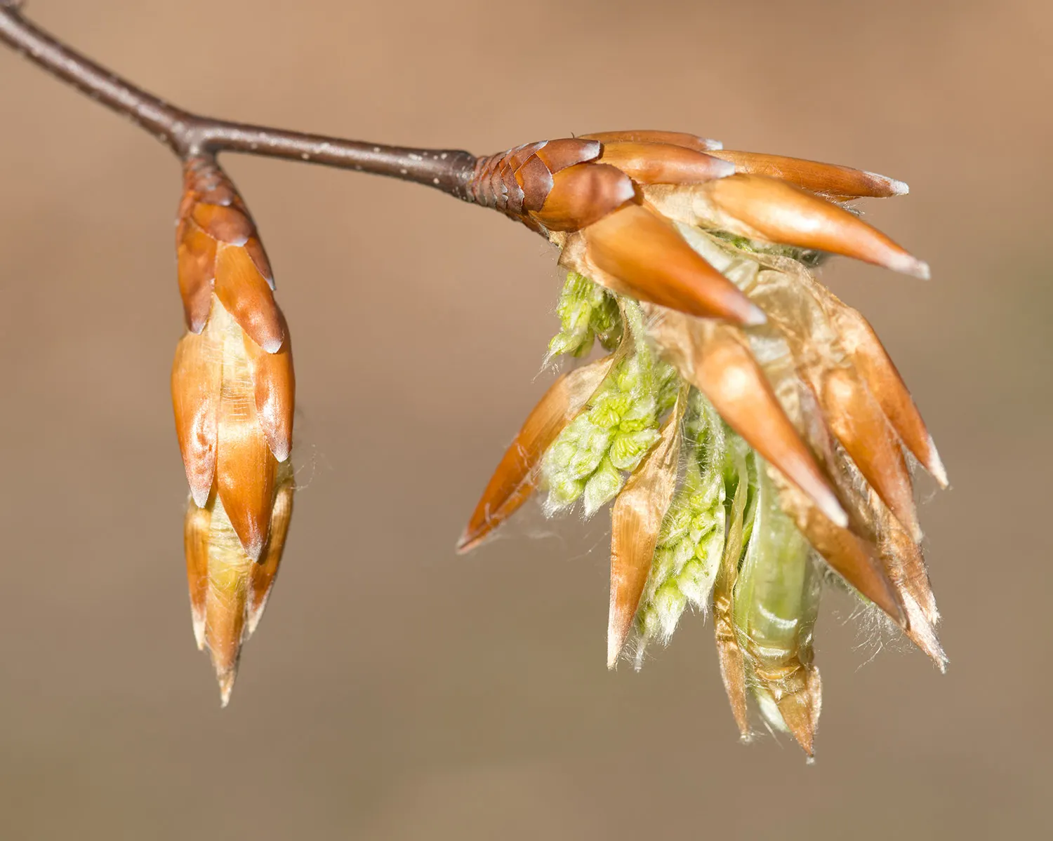 American Beech (Fagus grandifolia) — Zone 3-9 hardy, it's a slow-growing, long-lived choice adding stately elegance to expansive landscapes; is a, image 80