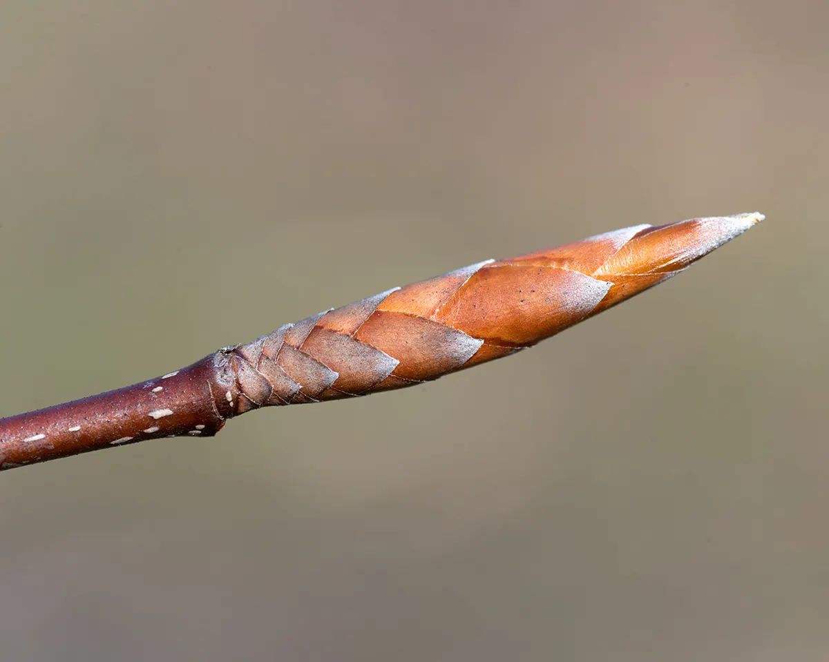 American Beech (Fagus grandifolia) — the beech maintains a shallow root system; mature specimens can attain towering heights of 60 to 80 feet