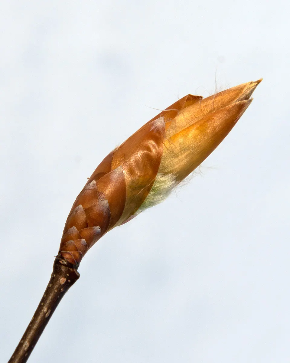 American Beech (Fagus grandifolia) — It is a slow-growing hardwood, image 88