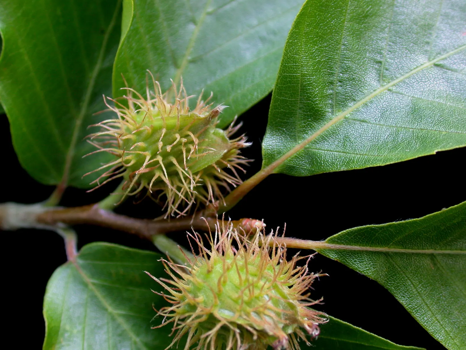 American Beech (Fagus grandifolia) — one should account for its extensive root system and large size; zone 3-9 hardy, it's a slow-growing, image 94