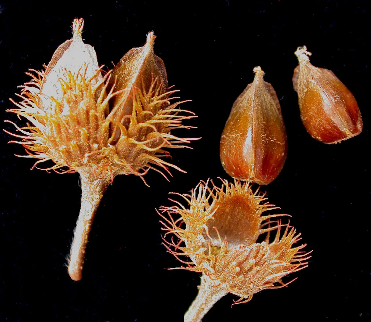 American Beech (Fagus grandifolia) — one should account for its extensive root system and large size; zone 3-9 hardy, it's a slow-growing, long-lived choice