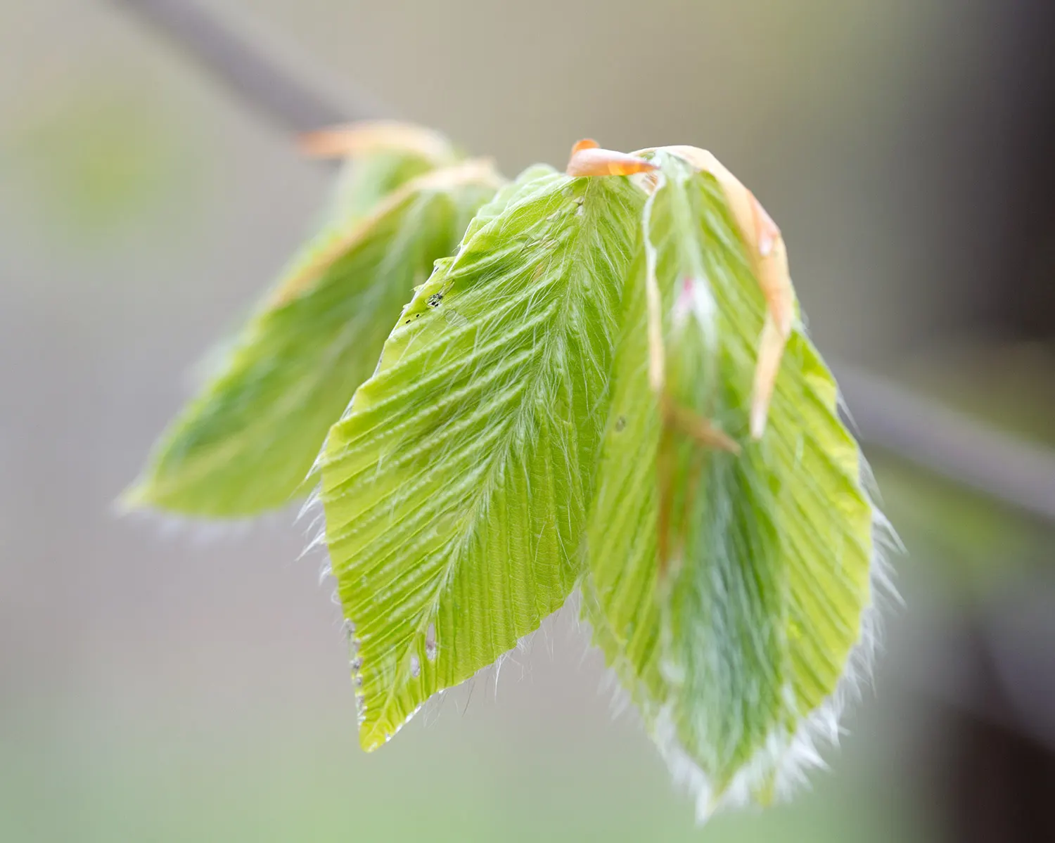 American Beech (Fagus grandifolia) — casting a dense shade beneath; displaying adaptability yet preferring well-drained, image 60