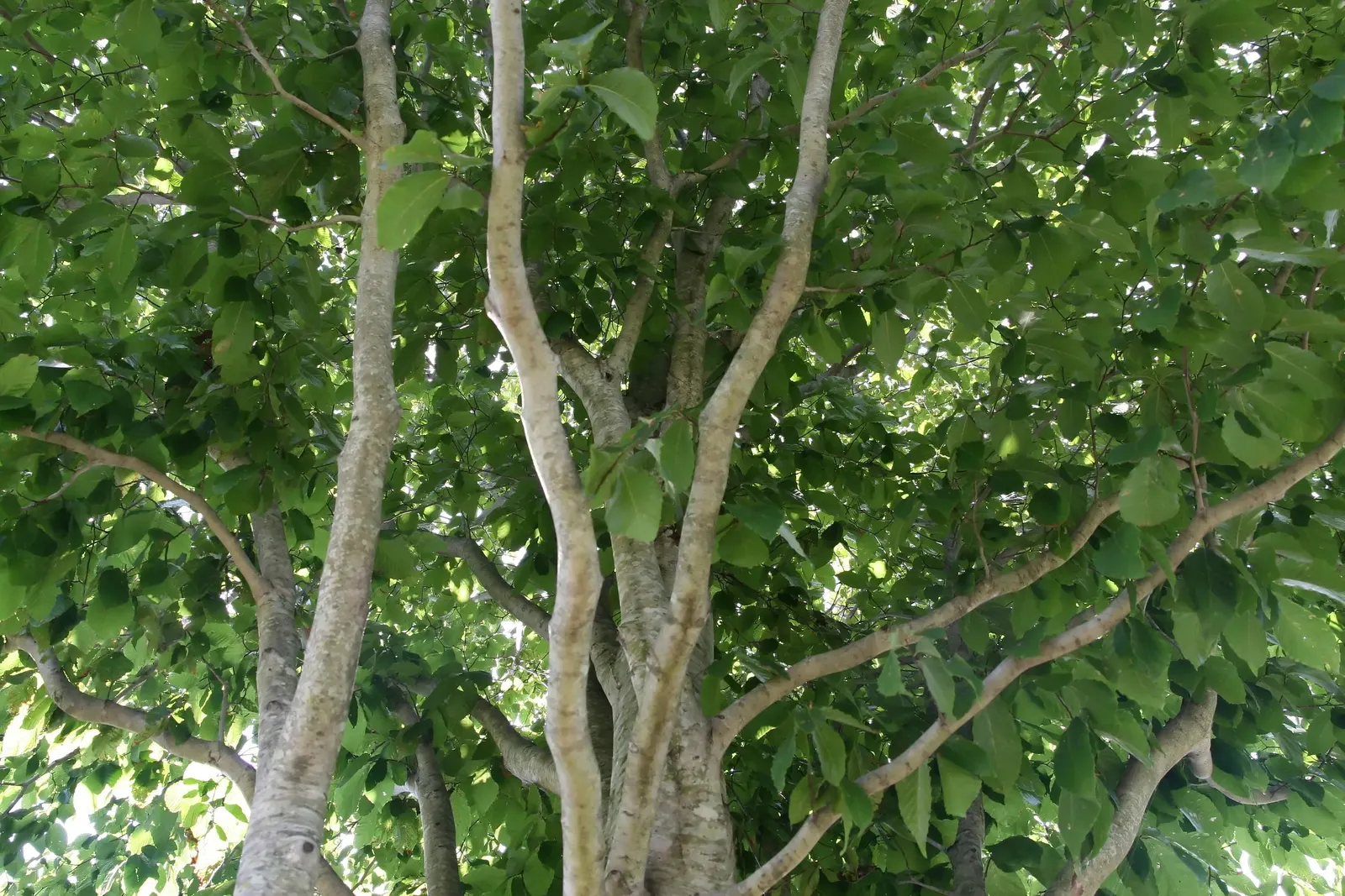 American Beech (Fagus grandifolia) — so care should be taken not to disrupt these roots with vigorous gardening activities