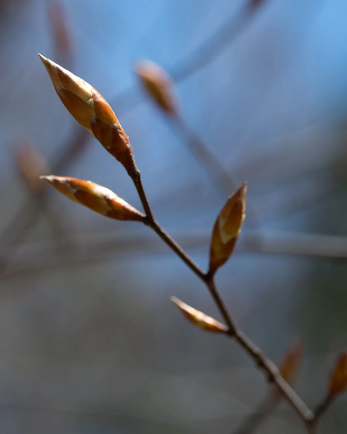 American Beech (Fagus grandifolia) — adding less than a foot of growth annually; making it ideal for spacious areas or as a solitary specimen tree, image 64