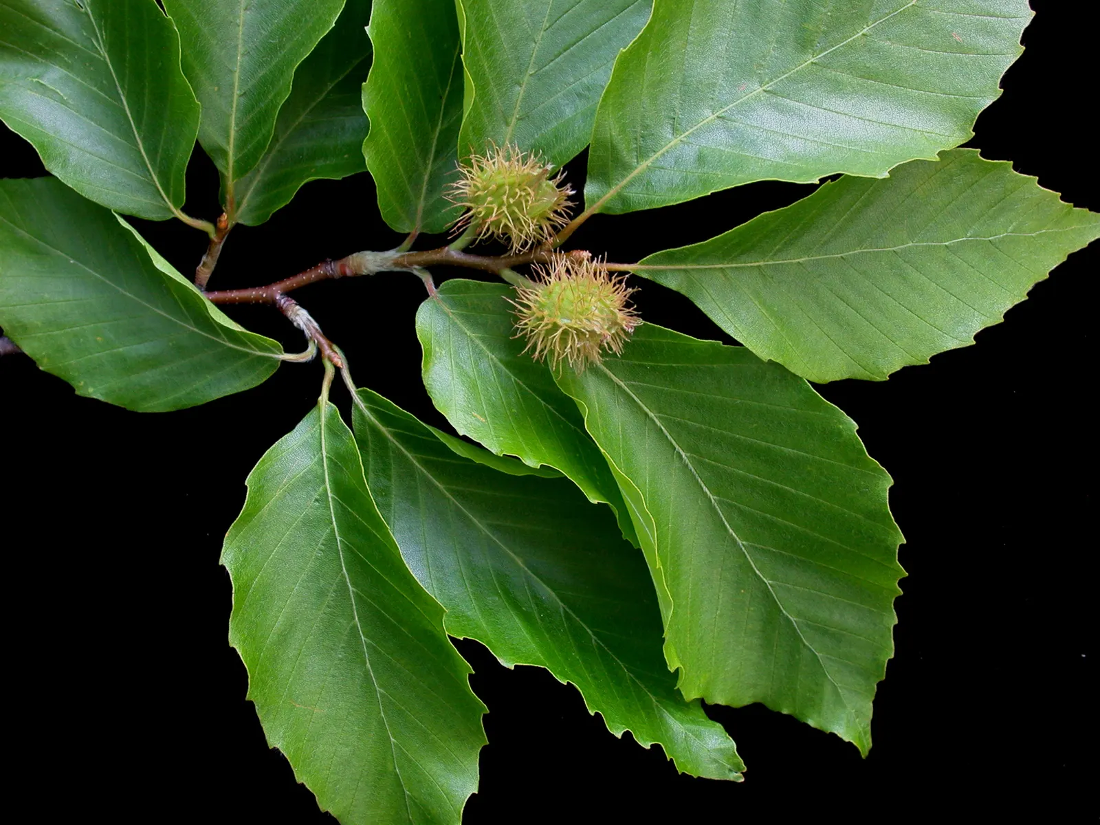 American Beech (Fagus grandifolia) — making it ideal for spacious areas or as a solitary specimen tree; lustrous green leaves that turn a striking, image 70