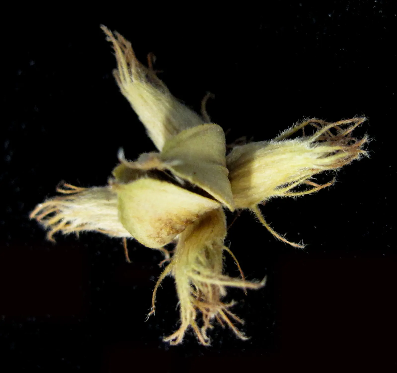 American Beech (Fagus grandifolia) — so care should be taken not to disrupt these roots with vigorous gardening activities; thus requiring patience, image 74