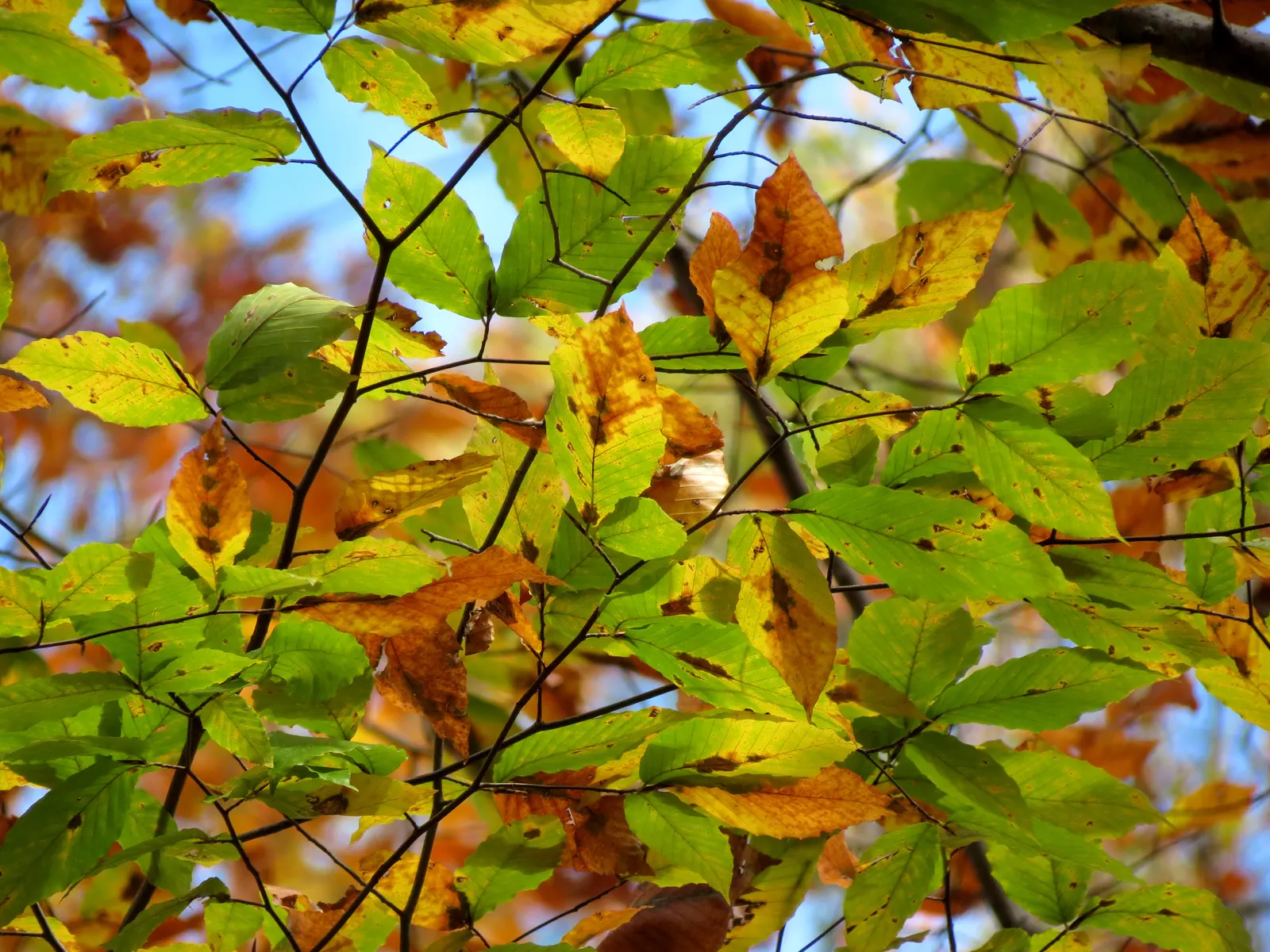 American Beech (Fagus grandifolia) — is a magnificent forest tree renowned for both its grand stature and its elegant; components under or near the, image 57