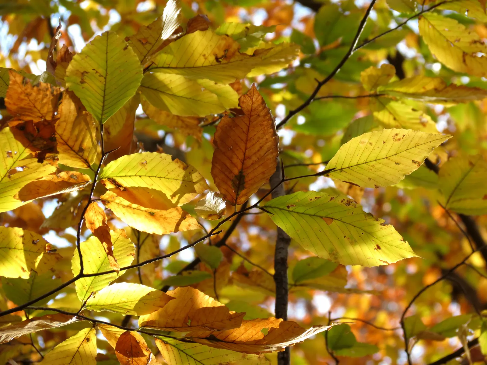 American Beech (Fagus grandifolia) — It is hardy from USDA zones 4 through 9; with an impressive canopy spread of up to 40 to 70 feet, image 91