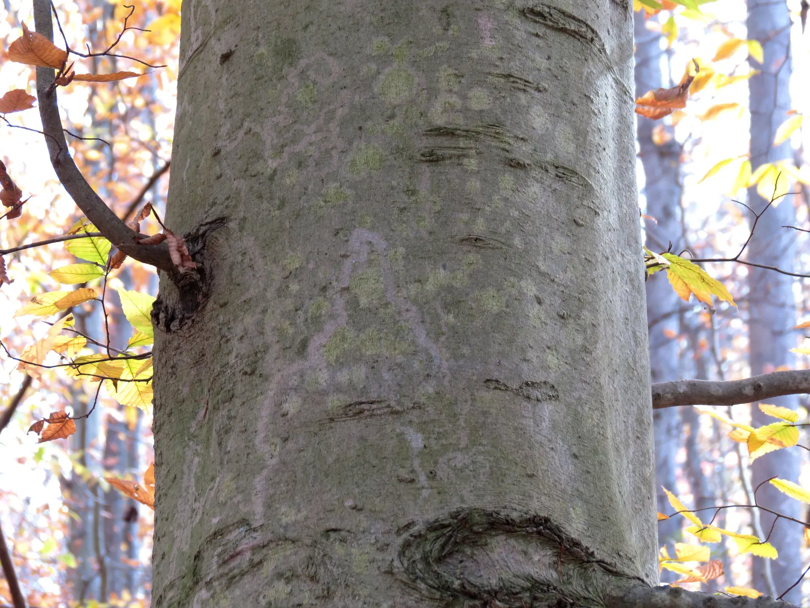 American Beech (Fagus grandifolia) — Notably, this tree exhibits a massive, straight trunk capable of expanding to 2 to 3 feet in diameter