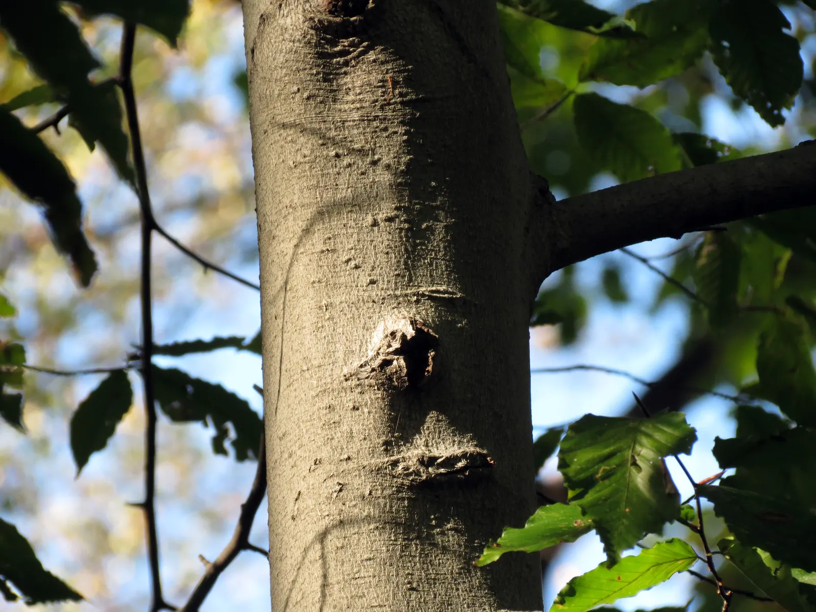 American Beech (Fagus grandifolia) — is a magnificent forest tree renowned for both its grand stature and its elegant; components under or near the canopy