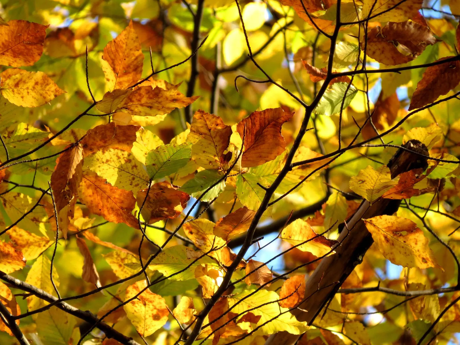 American Beech (Fagus grandifolia) — displaying adaptability yet preferring well-drained