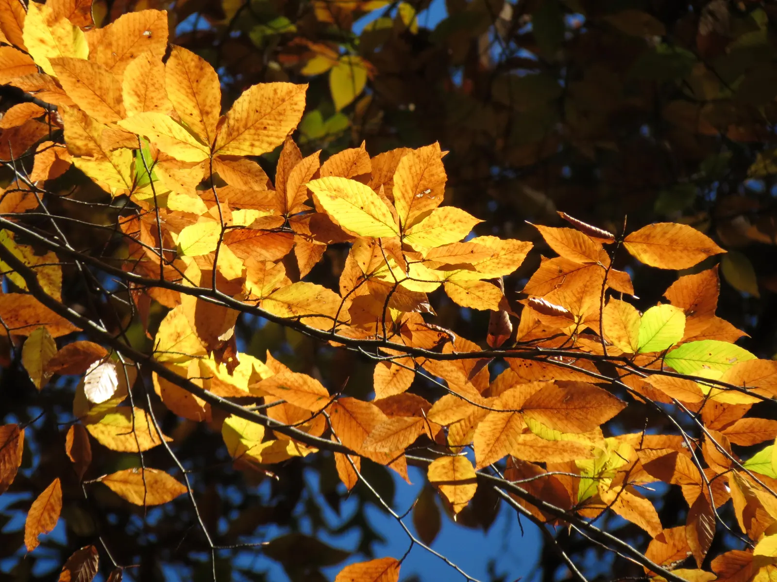 American Beech (Fagus grandifolia) — with its botanical name Fagus grandifolia; adding less than a foot of growth annually, image 81
