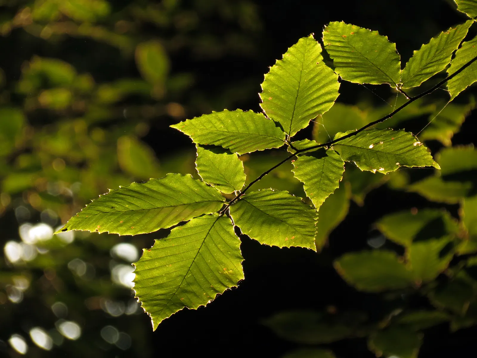 American Beech (Fagus grandifolia) — casting a dense shade beneath; displaying adaptability yet preferring well-drained