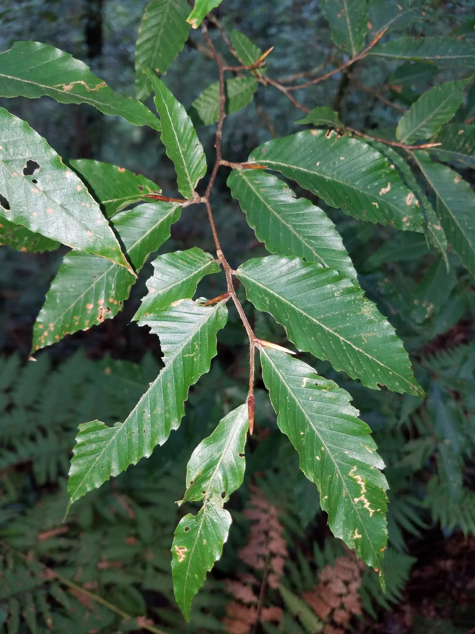 American Beech (Fagus grandifolia) — thus requiring patience but rewarding with longevity