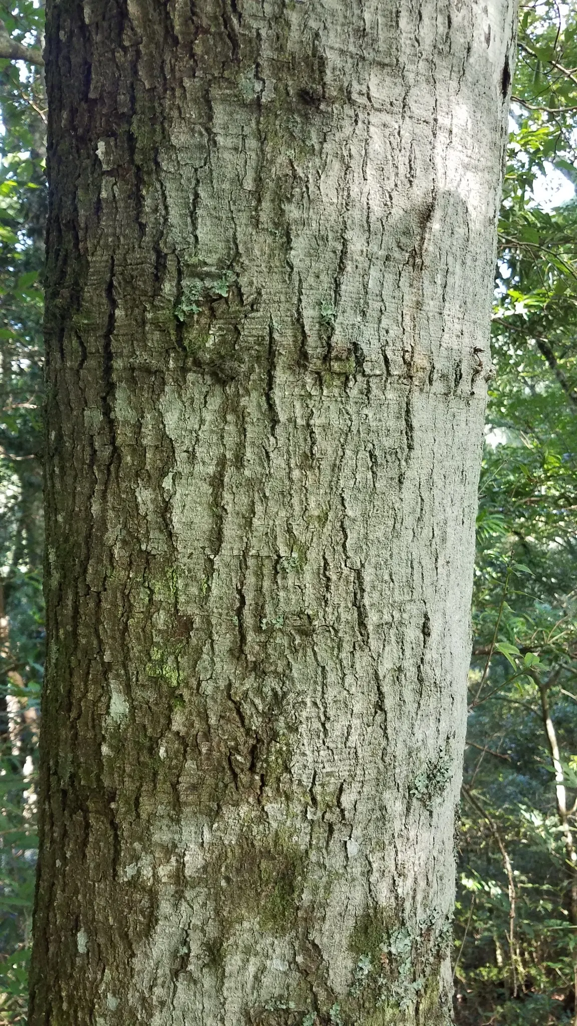 American Beech (Fagus grandifolia) — with an impressive canopy spread of up to 40 to 70 feet; casting a dense shade beneath, image 84