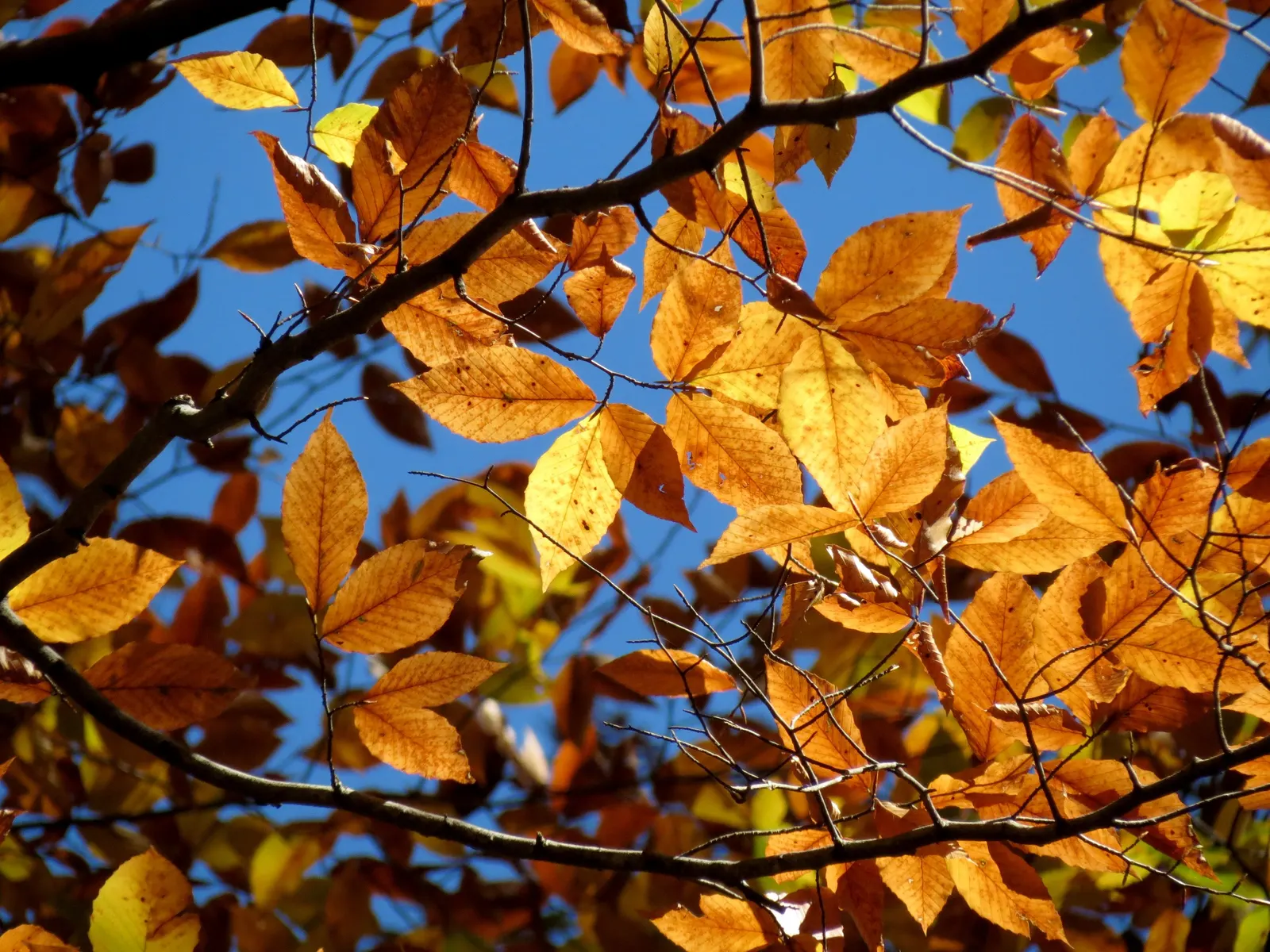 American Beech (Fagus grandifolia) — is a magnificent forest tree renowned for both its grand stature and its elegant