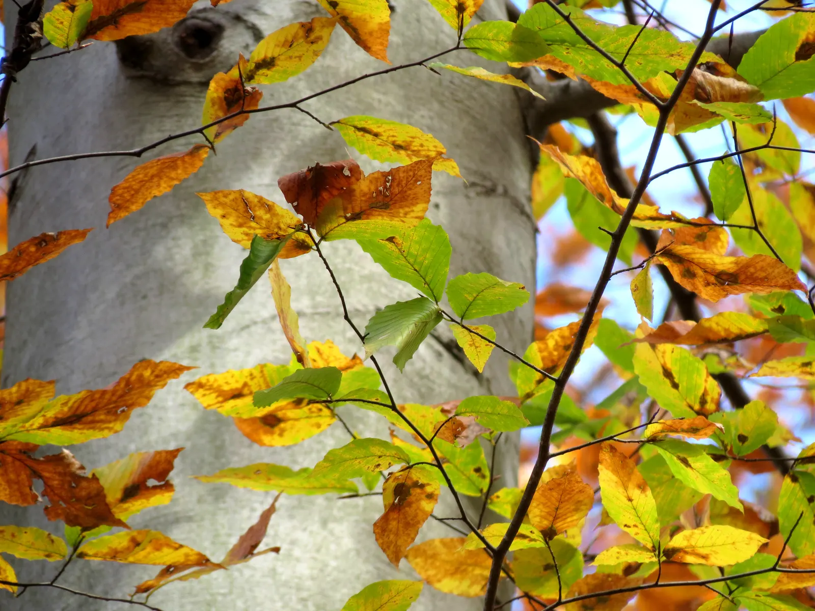 American Beech (Fagus grandifolia) — adding less than a foot of growth annually
